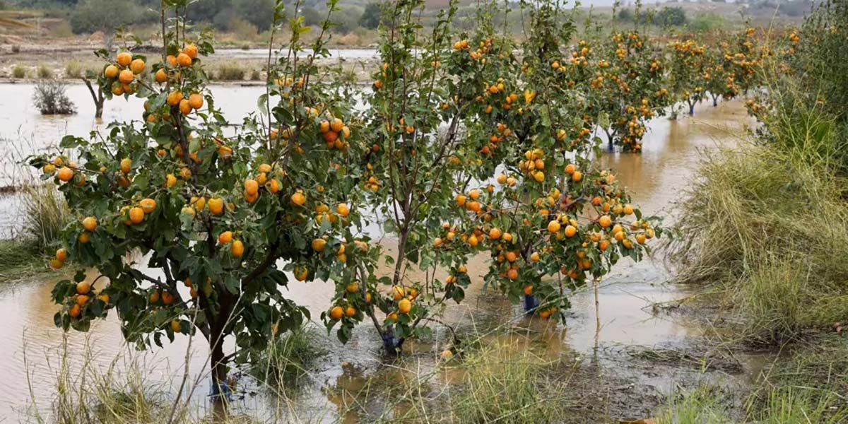 Dana mette in ginocchio la Spagna: a rischio oltre 60 mila ettari